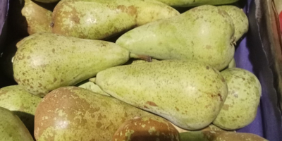 Witam sprzedam gruszkę konferencje kaliber 55+ lub 60+ .