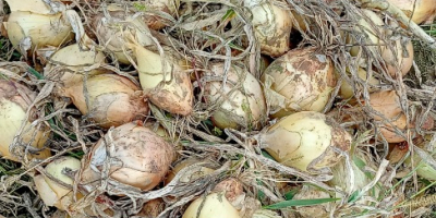 Na sprzedaż cebula cukrowa..pakowana w worki po 10 kg.