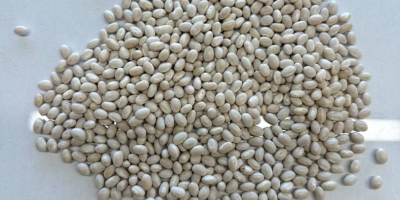 Ukraińska firma oferuje białą fasolę, Navy Beans. Rozmiar: 480-520