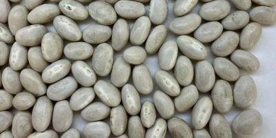 Ukraińska firma oferuje białą fasolę, Navy Beans. Rozmiar: 480-520