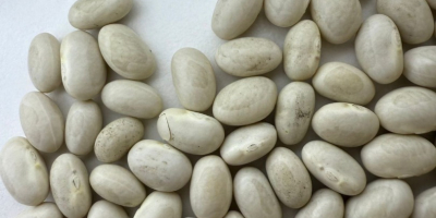 Ukraińska firma oferuje białą fasolę, Navy Beans. Rozmiar: 480-520