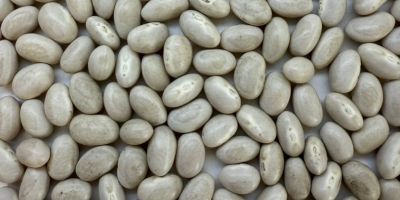 Ukraińska firma oferuje białą fasolę, Navy Beans. Rozmiar: 480-520