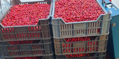 Sprzedam owoce dzikiej róży zbierane ręcznie, dostępna ilość 2