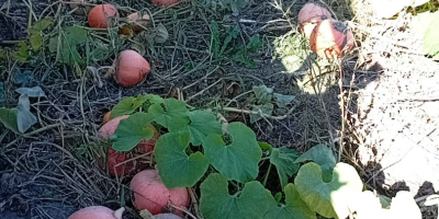 Sprzedam dynie w dużych ilościach. 0,70 PLN za 1kg.