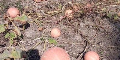 Sprzedam dynie w dużych ilościach. 0,70 PLN za 1kg.