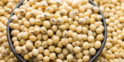 Soja bez GMO, nadająca się do spożycia przez ludzi.