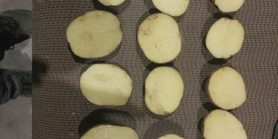 Sprzedam ziemniaki Vinieta, Kaliber 60+ Pakowane worek 15 kg.