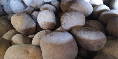 Ziemniaki odmiany Agata, uprawiane na równinie Fucino. Opakowanie: Pojemniki