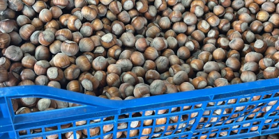 Sprzedam orzechy laskowe odmiany Tonda di Gifoni (zapylacz Tonda