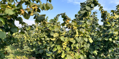 Sprzedam orzechy laskowe odmiany Tonda di Gifoni (zapylacz Tonda