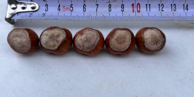 Sprzedam orzechy laskowe odmiany Tonda di Gifoni (zapylacz Tonda