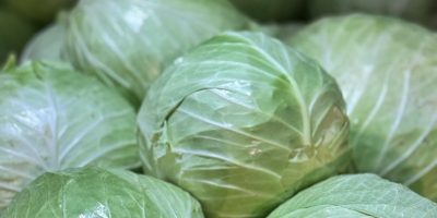 Kapusta Biała :Flexton , Ramco , Novoton , Ambrosia.
