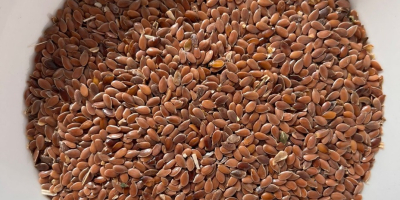 Nasiona oliwek, len brązowy, 1000 ton DAP, Brześć, Biała