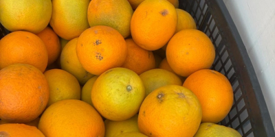 Pomarańcz Kraj pochodzenia Grecja Odmiana Valencia Słodka Dostępne 13ton