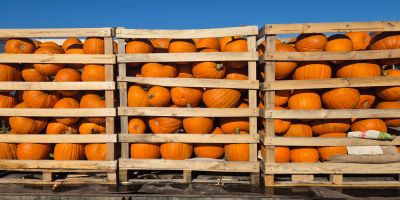 Sprzedam dynie hallowen w kalibrach 1-4kg, 8-12kg bardzo dobrze