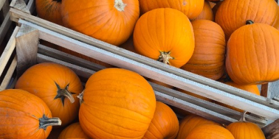 Sprzedam dynie hallowen w kalibrach 1-4kg, 8-12kg bardzo dobrze