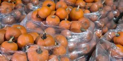 Sprzedam dynie hallowen w kalibrach 1-4kg, 8-12kg bardzo dobrze
