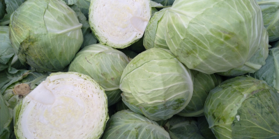 Sprzedam kapustę białą odmiana Report 100t.