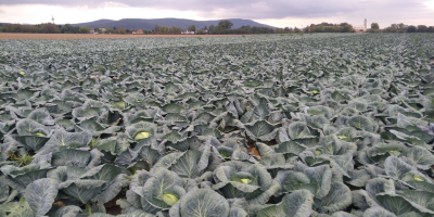 Sprzedam kapustę białą odmiana Report 100t.