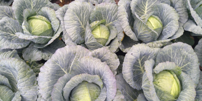 Sprzedam kapustę białą odmiana Report 100t.