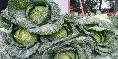Sprzedam kapustę włoską. Więcej informacji pod nr tel[telefon]
