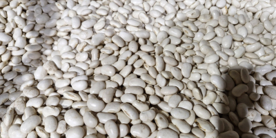 Szanowni Państwo, oferujemy różne rodzaje fasoli. W razie zainteresowania