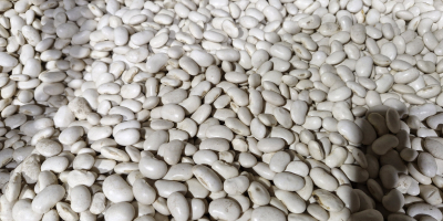 Szanowni Państwo, oferujemy różne rodzaje fasoli. W razie zainteresowania