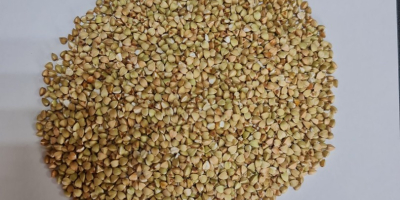 Sprzedam kaszę gryczaną nieparzoną i kaszę gryczaną od producenta,