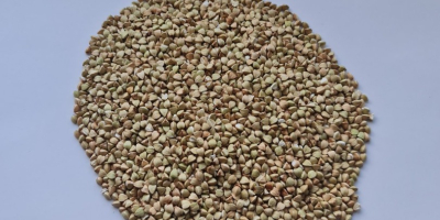 Sprzedam kaszę gryczaną nieparzoną i kaszę gryczaną od producenta,