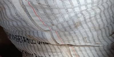 Sprzedam burak podłużny odmiany Alto +[telefon]