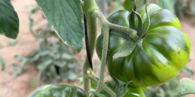 Pomidor Raf de Nijar. Typ konwencjonalny