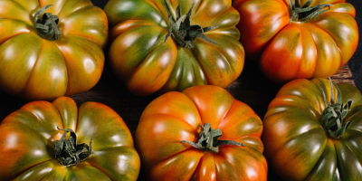 Pomidor Raf de Nijar. Typ konwencjonalny