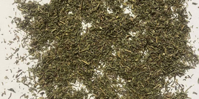 Oferujemy tymianek polski.  Podwójnie czyszczony (pierwsze czyszczenie na sitach,