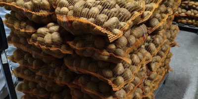 Jurek i Vineta pakowane po 15kg, możliwość zrobienia na