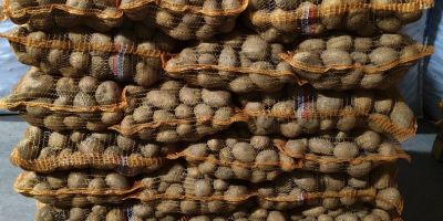 Jurek i Vineta pakowane po 15kg, możliwość zrobienia na