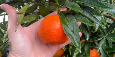 SEZON PEŁEN WITAMIN I KOLORÓW, PRZYNOSIMY PAŃSTWU PONOWNIE W