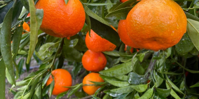 SEZON PEŁEN WITAMIN I KOLORÓW, PRZYNOSIMY PAŃSTWU PONOWNIE W