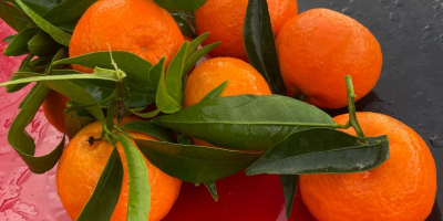 SEZON PEŁEN WITAMIN I KOLORÓW, PRZYNOSIMY PAŃSTWU PONOWNIE W