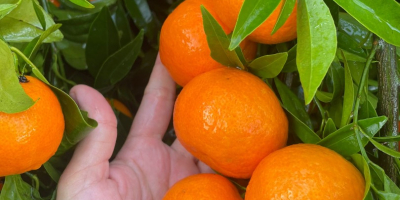 SEZON PEŁEN WITAMIN I KOLORÓW, PRZYNOSIMY PAŃSTWU PONOWNIE W