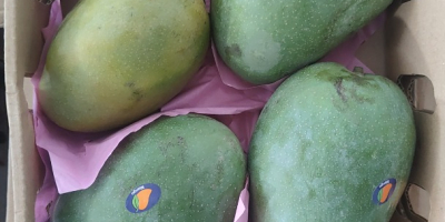 Świeże, dojrzałe mango, gotowe do spożycia, importowane z Egiptu
