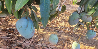 Świeże, dojrzałe mango, gotowe do spożycia, importowane z Egiptu