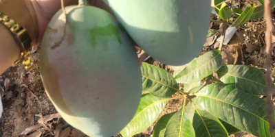 Świeże, dojrzałe mango, gotowe do spożycia, importowane z Egiptu