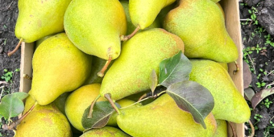 Świeże gruszki Xenia z Mołdawii – słodkie, soczyste i