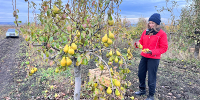 Świeże gruszki Xenia z Mołdawii – słodkie, soczyste i