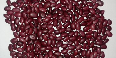 Co sprzedajemy Czerwona fasola pomidorowa (czerwona nerka) do przetwórstwa,