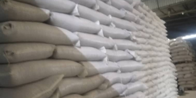 Co sprzedajemy Czerwona fasola pomidorowa (czerwona nerka) do przetwórstwa,