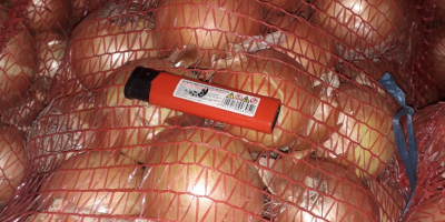 Producent sprzedaje cebulę ze zbiorów 2025 roku. Dostępna jest