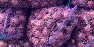 Producent sprzedaje cebulę ze zbiorów 2025 roku. Dostępna jest