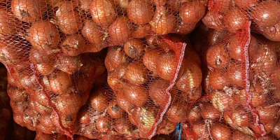 Producent sprzedaje cebulę ze zbiorów 2025 roku. Dostępna jest