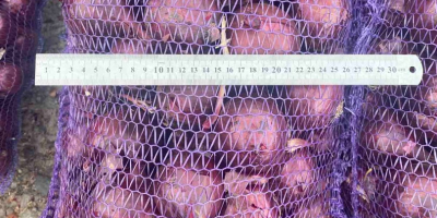 Producent sprzedaje cebulę ze zbiorów 2025 roku. Dostępna jest